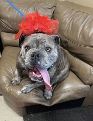 English Bull Dog picture 1