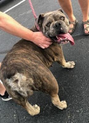 English Bull Dog picture 2
