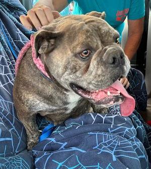 English Bull Dog picture 3
