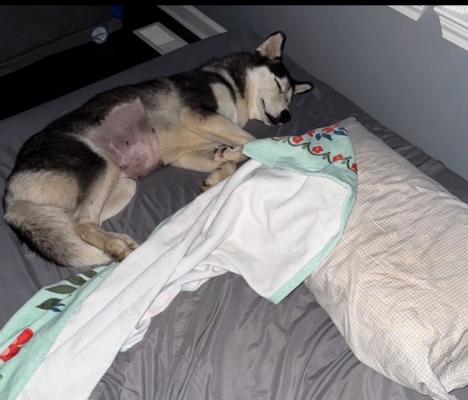 HAZEL picture 4