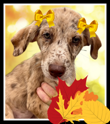 Catahoula, Catahoula pups picture 1