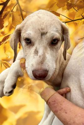 Catahoula, Catahoula pups picture 2