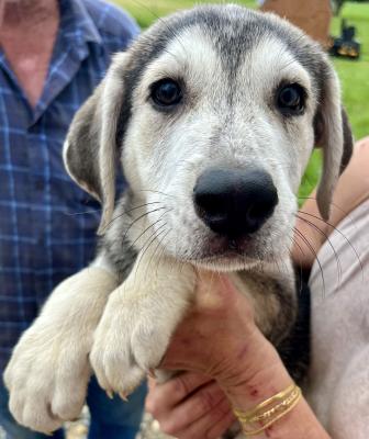 Ryder picture 2