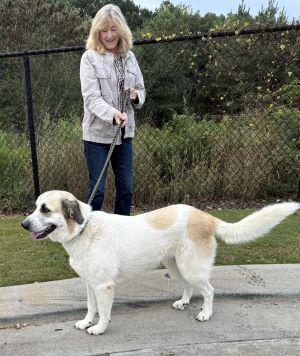 Great Pyrenees picture 1
