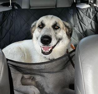 Great Pyrenees picture 2