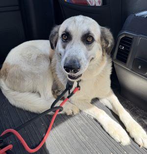 Great Pyrenees picture 3