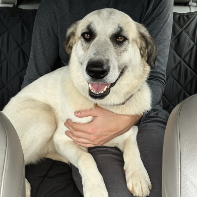 Pyrenees golden retriever mix picture 4