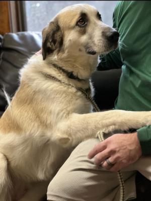 Great Pyrenees golden retriever mix picture 1