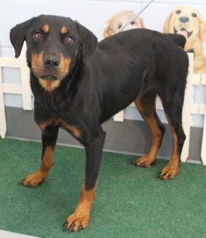 BEAUCERON, BEAUCERON picture 1