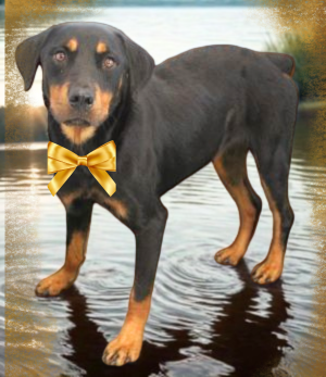 Rottweiler picture 1