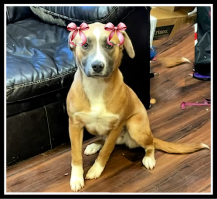 Yellow lab mixes, female picture 1