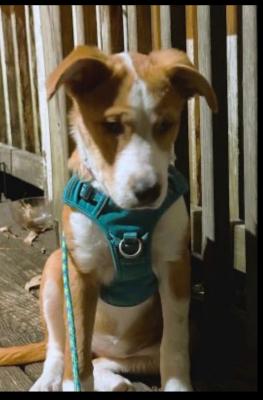 Border Collie mix  puppies picture 2