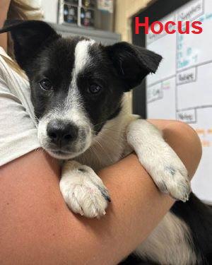 Border Collie mix  puppies picture 3