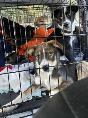 Border Collie mix  puppies picture 4