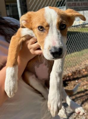 Border Collie mix  puppies picture 2