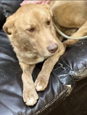 Golden lab mix picture 1