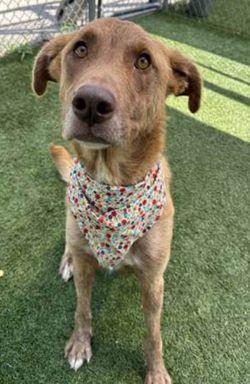 Golden lab mix picture 2