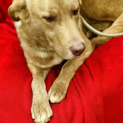 Golden lab mix picture 1