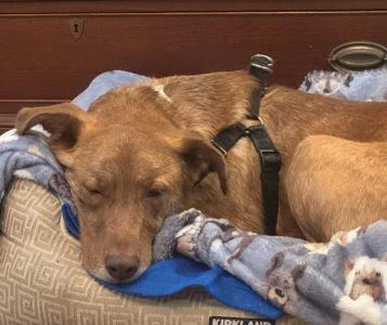 Golden lab mix picture 3