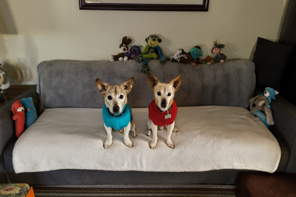 Jack Russells picture 3