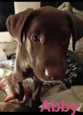 Abby picture 1