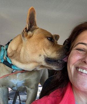 ENGLISH BULL DOG MIX picture 2