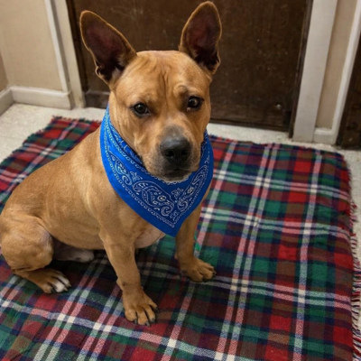 ENGLISH BULL DOG MIX picture 1