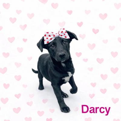 DARCY picture 1