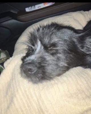 Scotty , Scotty picture 4