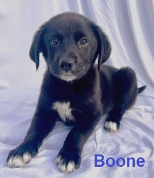 BORDER COLLIE, LAB MIX PUPS  SPS picture 2