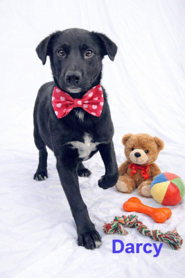 BORDER COLLIE, LAB MIX PUPS  SPS picture 3