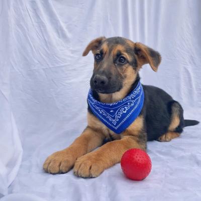 BORDER COLLIE, LAB MIX PUPS  SPS picture 4