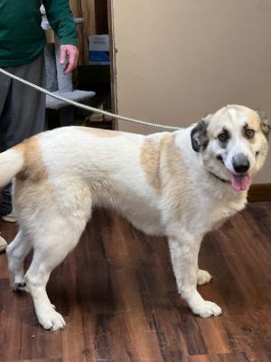 Golden retriever mix picture 3