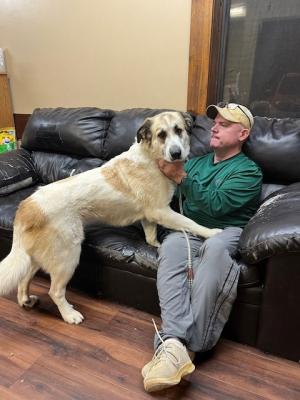 Golden retriever mix picture 4