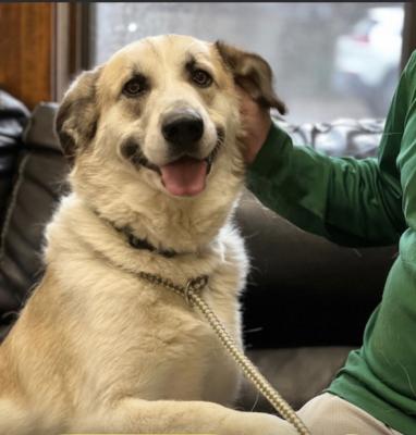Golden retriever mix picture 1