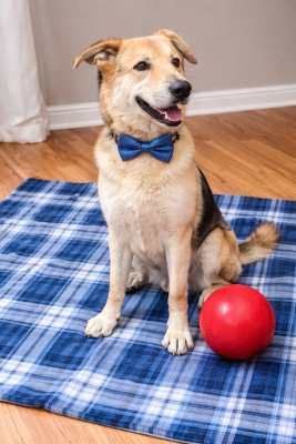 ODIE the big Teddy Bear picture 2