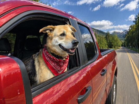 ODDIE,The big Teddy Bear picture 1