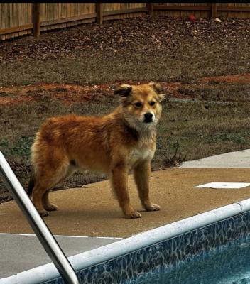 Golden retriever  mix picture 2