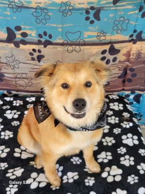Golden retriever  mix picture 3
