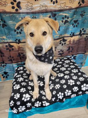 YELLOW LAB , YELLOW LAB picture 2