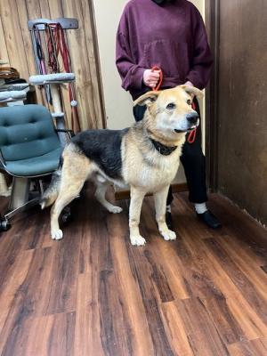 YELLOW LAB MIX , YELLOW LAB MIX picture 2