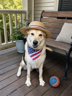 Golden lab Newfoundland picture 1