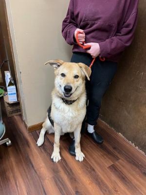 Golden lab mix picture 3