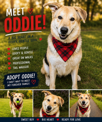 Golden lab mix picture 2