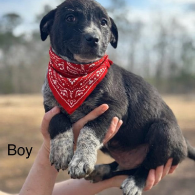 border collie, lab mix pup picture 1
