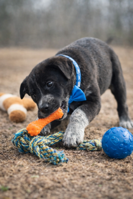 border collie, lab adorable puppy pup picture 2