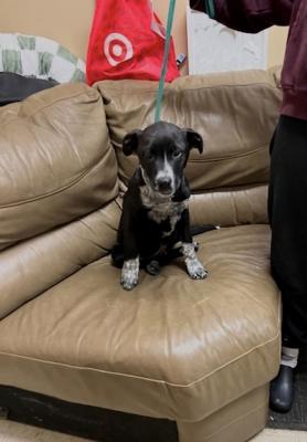 border collie, lab adorable puppy pup picture 1