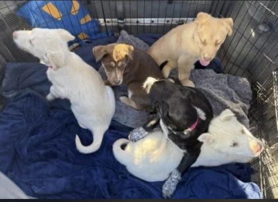Lab mix puppies picture 1