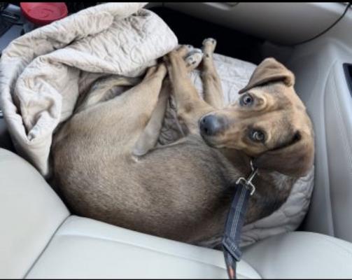 Puggle, Puggle picture 2