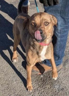 Puggle, Puggle picture 3